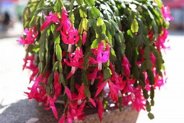 芸苔素内酯作用,24,28哪种好