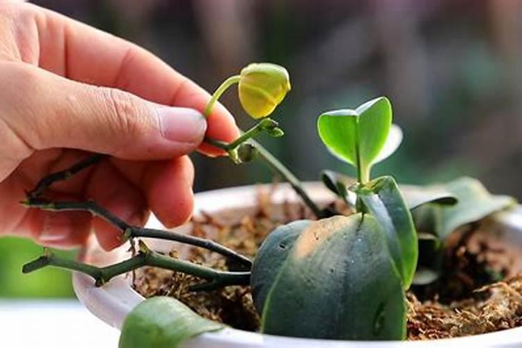 辣椒越冲肥棵越弱,咋办？西班牙自然地"巧福"组合解您忧!