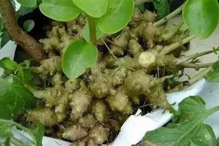 在种植过程中草莓要补钙吗 草莓缺钙怎么办用什么补钙最好