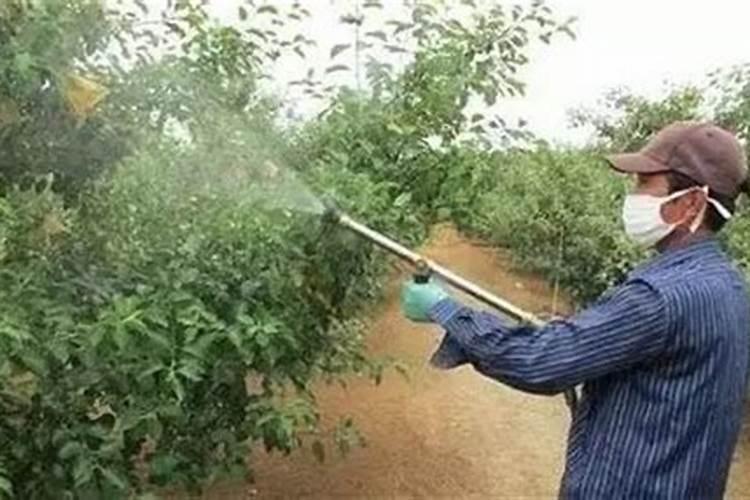 种植葡萄需要怎么施肥