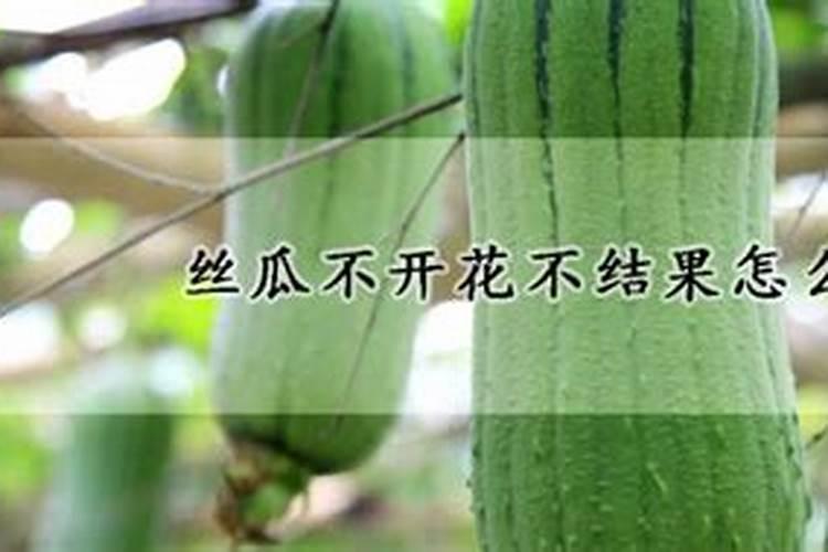 家庭绿植用什么肥最好 叶片发黄是缺什么肥料