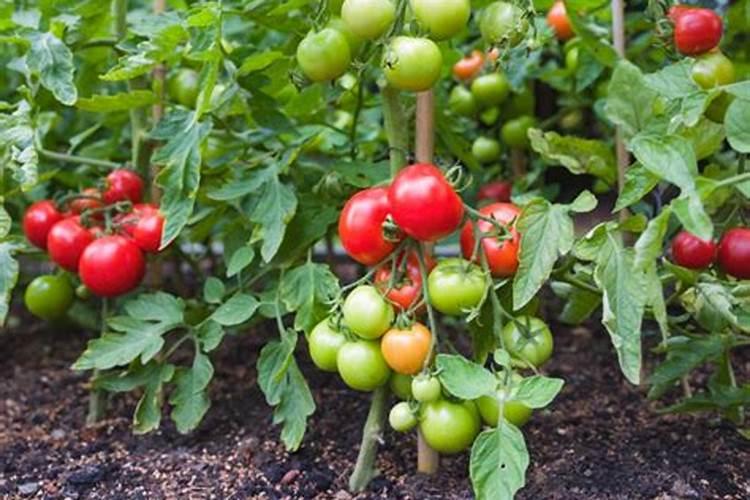 授粉成功的番茄需要怎么施肥