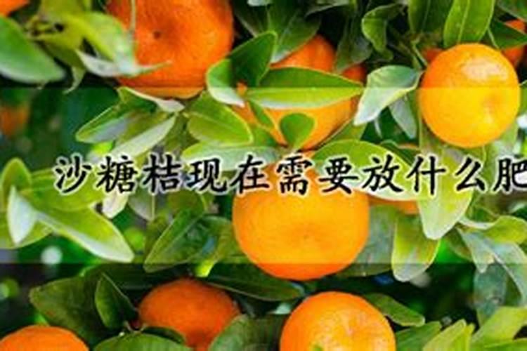 沙糖桔什么时候施钾肥？沙糖桔什么时候种植