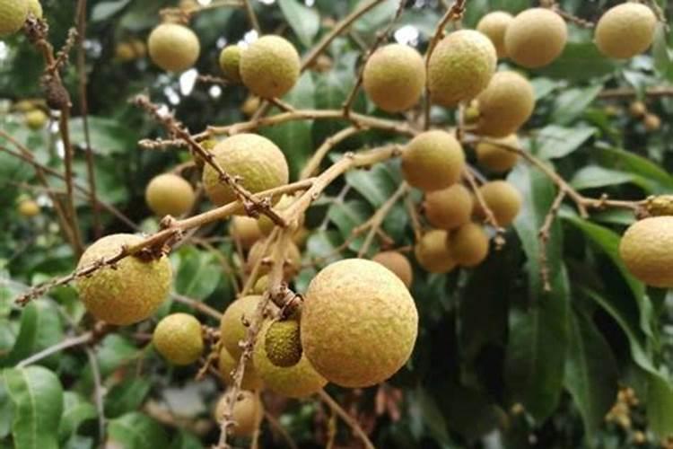 龙眼树什么时候施肥比较好