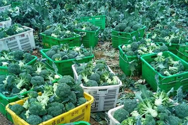 西兰花如何施肥？西兰花怎么施肥能高产？