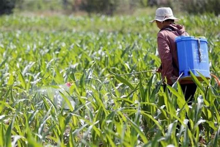 苯醚甲环唑与叶面肥混用水稻孕穗杨花期能打吗？