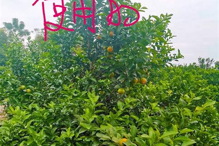 枣子树刚种下,多少年能结果？