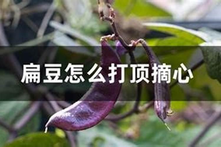 种扁豆如何正确施肥？