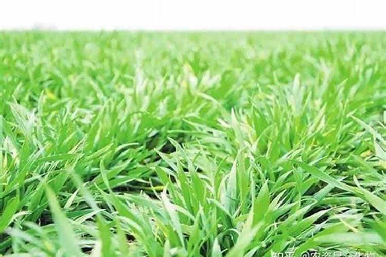 小麦用肥,用哪个含量的