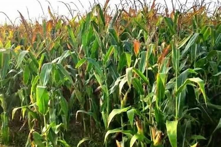 甜玉米一亩地的纯收入