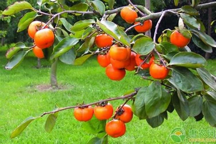 过磷酸钙和钙镁磷肥有什么区别？这两种肥料哪种更好？