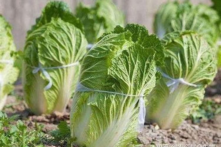 大白菜包心期怎样施肥