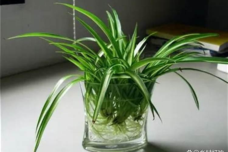 金边吊兰用什么肥料最好