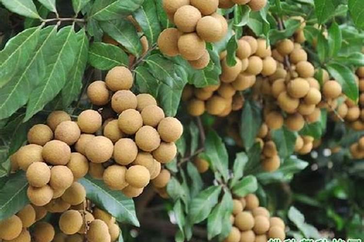 龙眼树放什么肥料长果子多呢