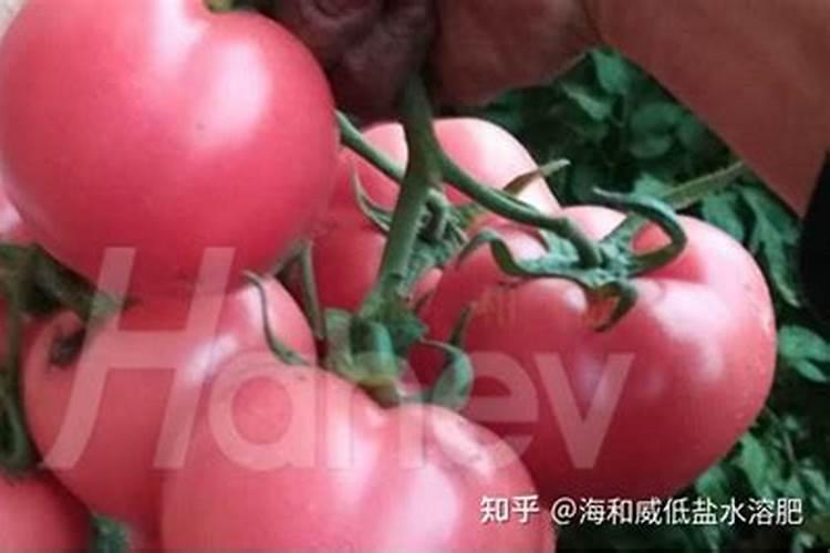 河南迈多乐水溶肥是进口的吗