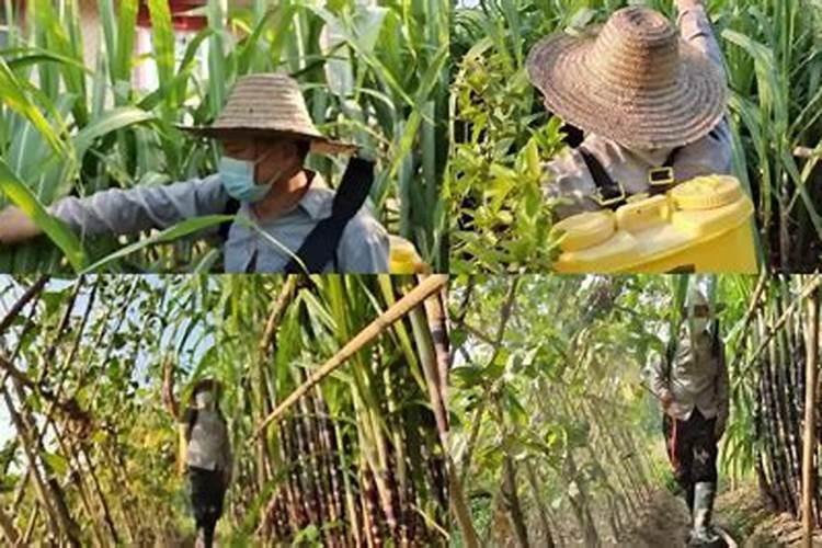 甘蔗叶面肥什么时候用最好