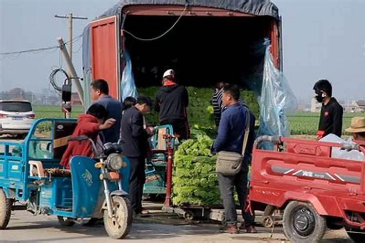 中国土壤与肥料杂志简介