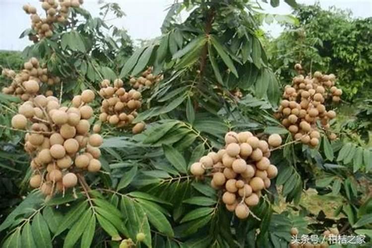 反季节龙眼生产中常见的问题有哪些？