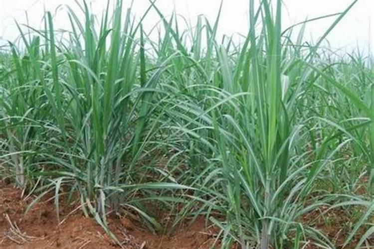 让李子更甜的方法 促进李子增甜技术