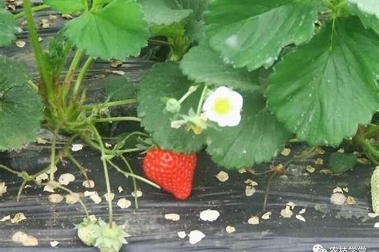 锌肥的使用禁忌有哪些？如何正确选择锌肥