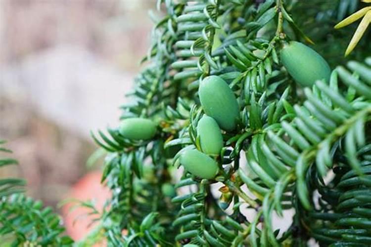 香榧树苗移栽之后要浇水吗