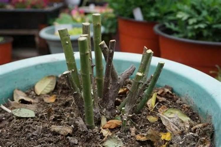 月季花怎么养护和施肥