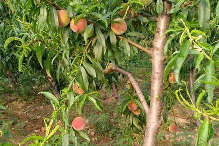 桃树叶子发黄死枝现象是啥问题