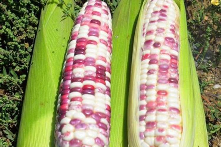 兰冠教育学院是真的吗