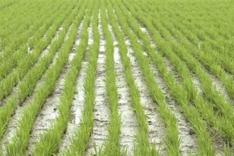 钾肥的最佳使用时间