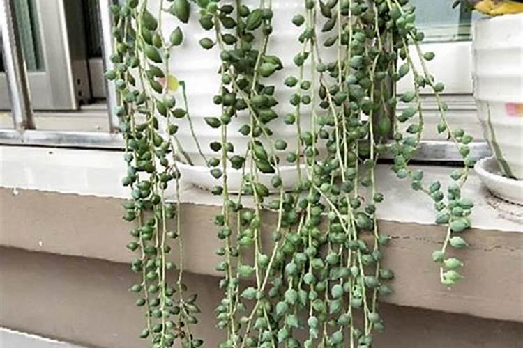 哪里的西瓜特别大