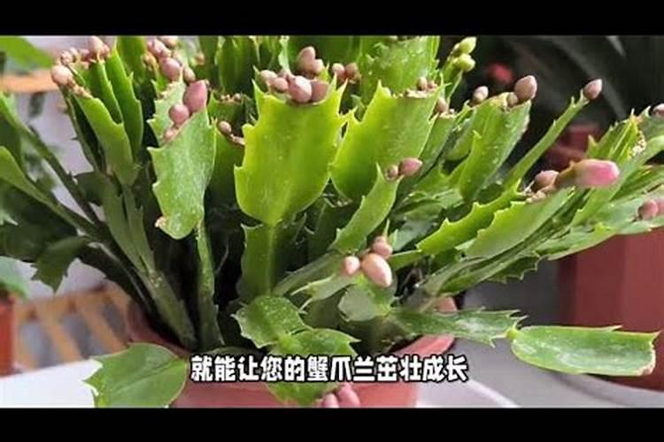 蟹爪兰怎样施肥最好