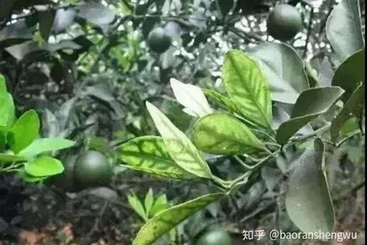 柑橘黄叶病要哪种肥料最好