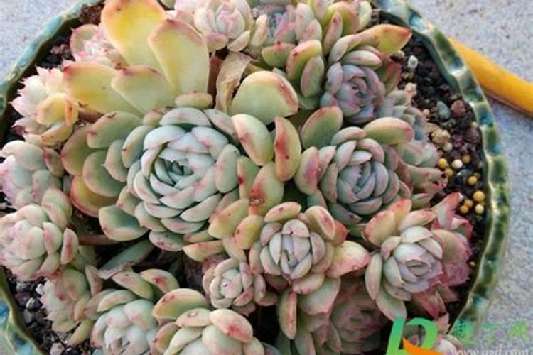 多肉植物一般用什么肥