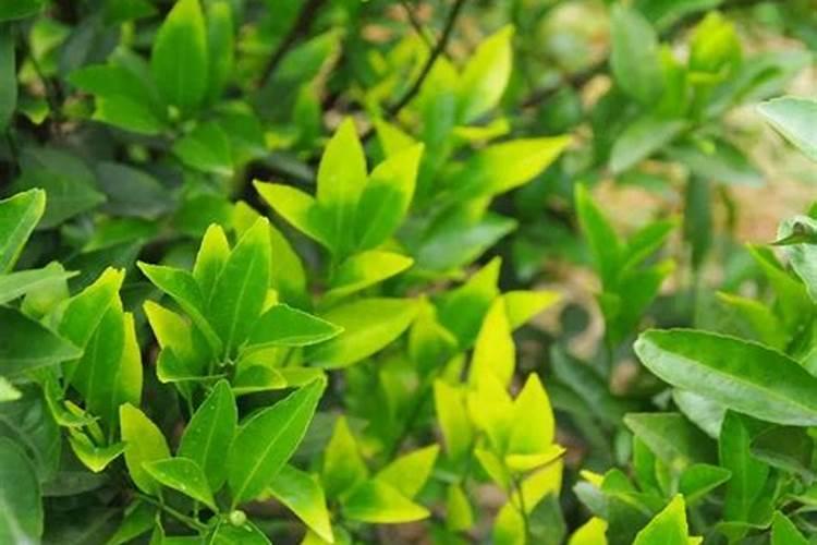 花卉施肥的最佳时间 花卉施肥的方法和技巧
