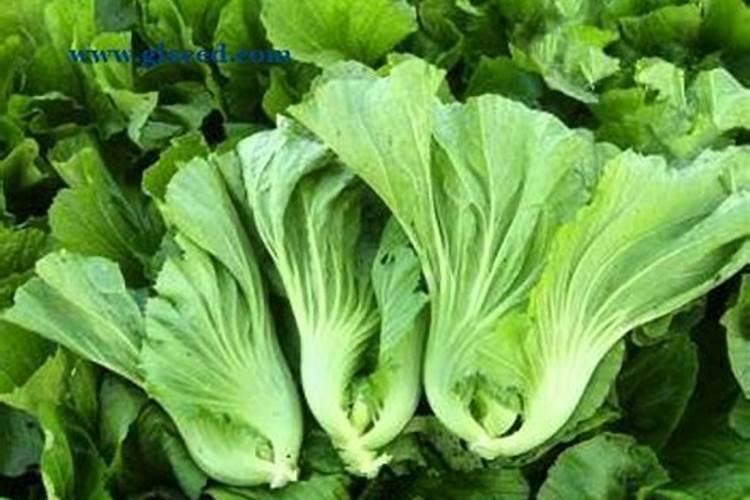 芥菜播种管理方法