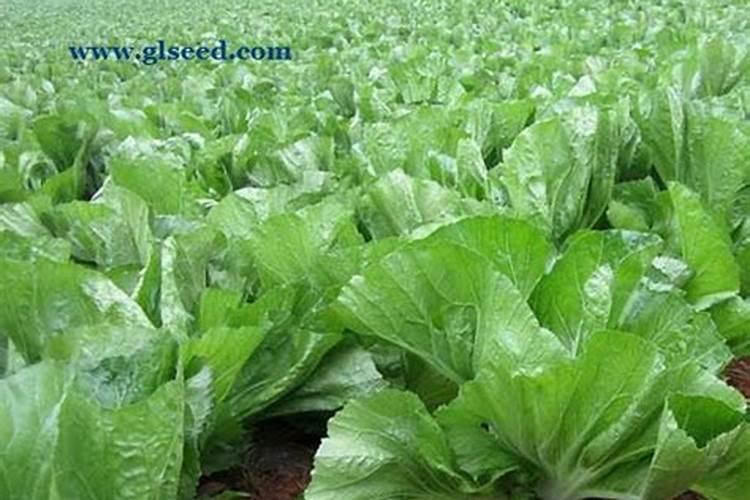 芥菜的栽培方法及养护技巧