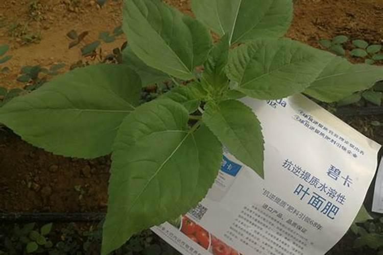 怎样种植烤烟产量高