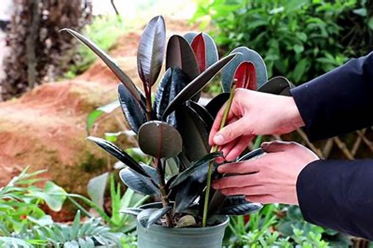 橡皮树换盆多久后浇水 橡皮树换盆后需要多久才能浇水