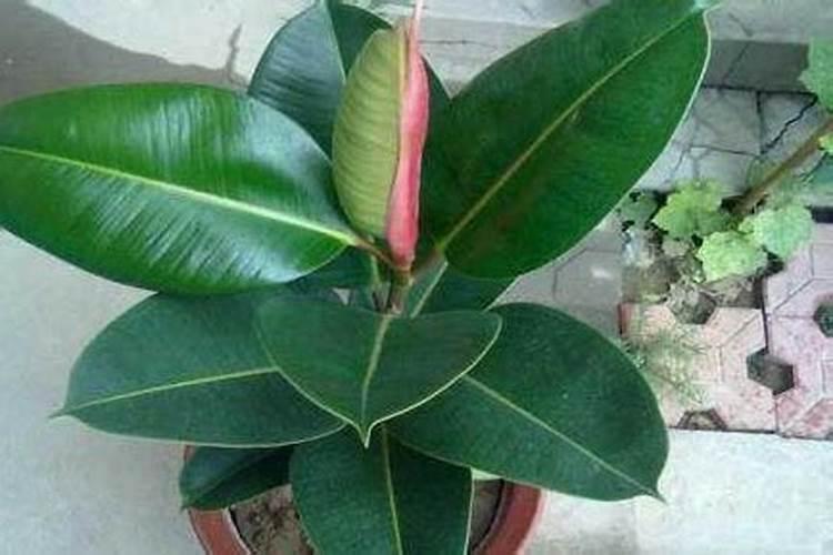 橡皮树浇水的正确方法