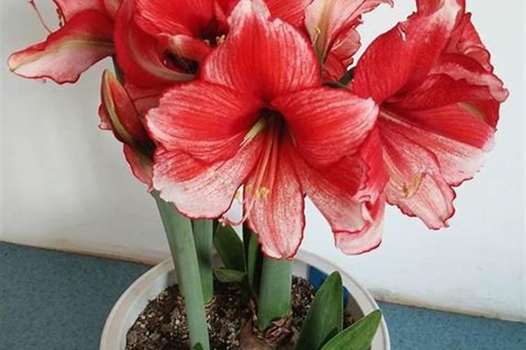 黄腐酸钾与腐植酸钾有什么区别