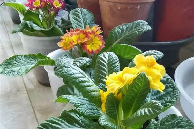 太阳花种下去多久可以施肥