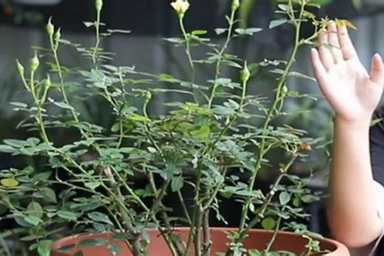 一个巧乐滋有多少热量