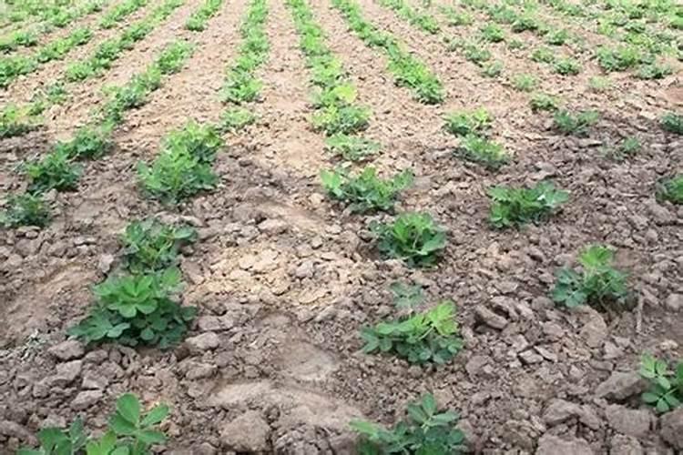 髙氮髙钾水溶肥20倍加自制鱼蛋白水吧用施肥枪喂苹果能否烧根？