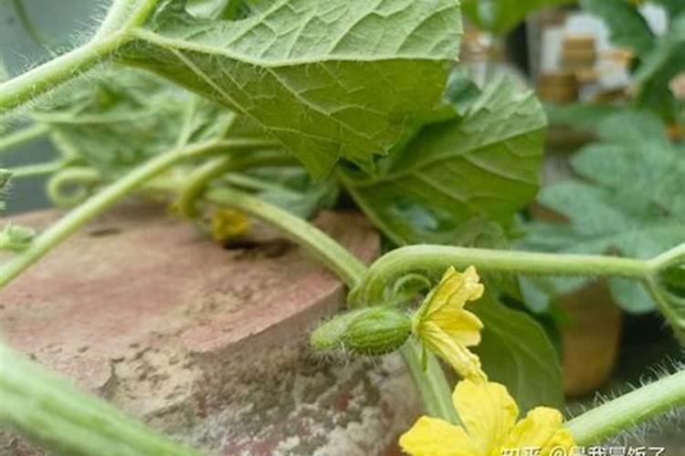 咪鲜胺对西瓜有影响吗