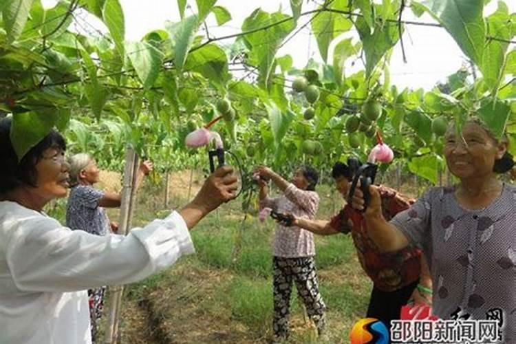 雨后果树喷施叶面肥应注意什么