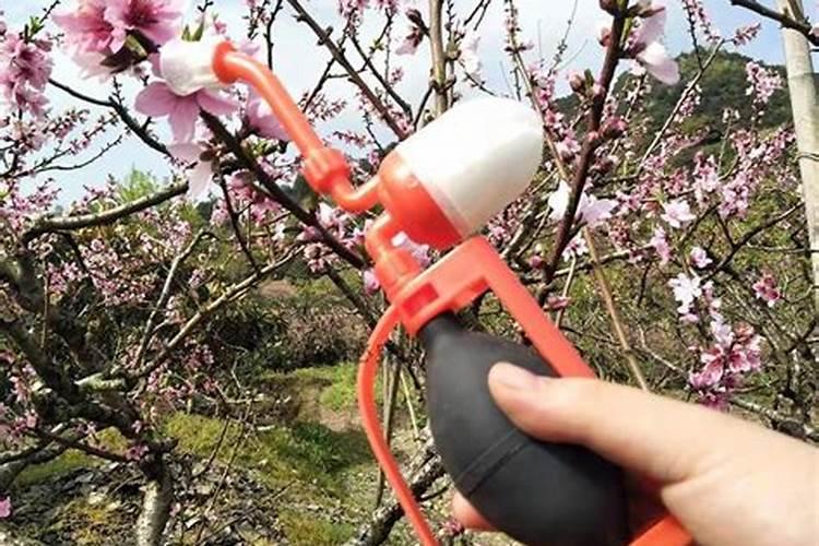 果树花后施什么肥最好