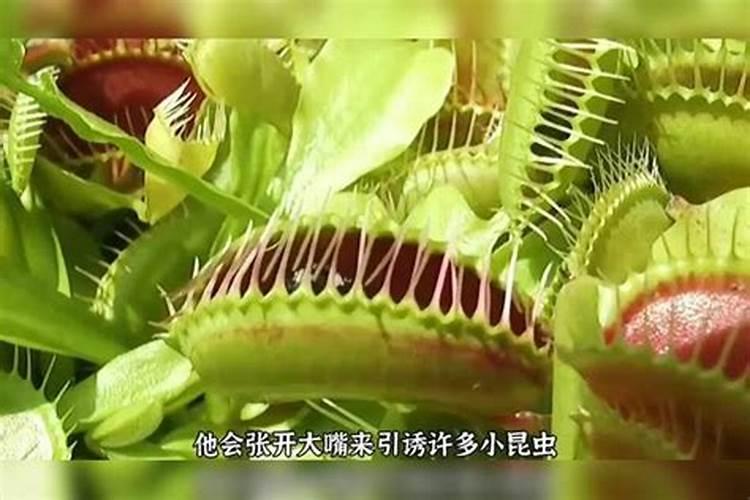 葡萄二次膨大期用什么肥料