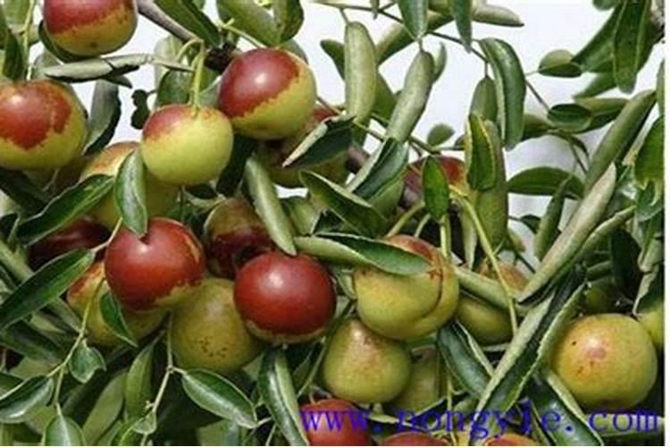 玉米追肥用什么肥料比较好？