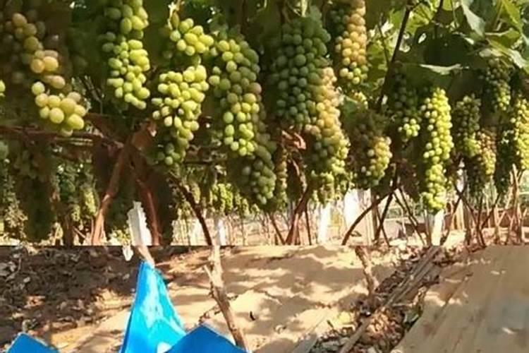 怎样避免红薯叶子旺长,红薯种植方法总结