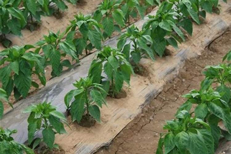 控释肥怎么辨别真假